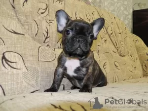 Photo №1. french bulldog - for sale in the city of Dalarö | Is free | Announcement № 119291