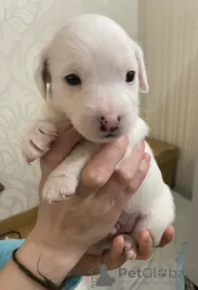 Photo №2 to announcement № 9025 for the sale of jack russell terrier - buy in Russian Federation private announcement