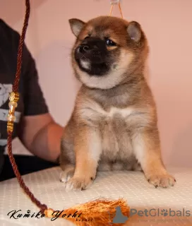 Photo №3. Shiba Inu puppy from the kennel RKF KUMIKO YOSHI. Russian Federation