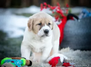 Photo №2 to announcement № 32622 for the sale of central asian shepherd dog - buy in Lithuania private announcement