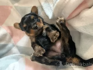 Additional photos: Yorkshire terrier puppies