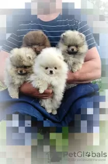 Additional photos: Pomeranian Spitz, puppies. Mini bears