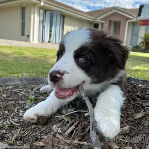 Photo №1. border collie - for sale in the city of Budapest | Is free | Announcement № 78797