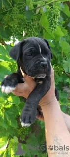 Additional photos: Purebred Cane Corso puppies