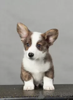 Additional photos: Welsh corgi cardigan puppies