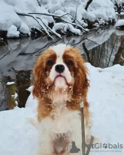 Additional photos: Gorgeous male Cavalier King Charles Spaniel