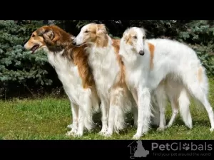 Photo №2 to announcement № 125934 for the sale of borzoi - buy in United Kingdom private announcement, breeder