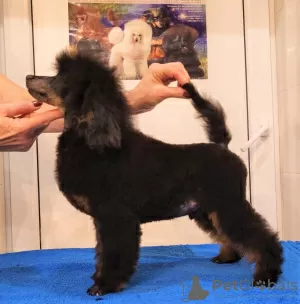 Additional photos: Miniature poodle male, born 06/30/24, the puppy is promising for exhibitions and