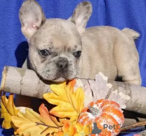 Photo №1. french bulldog - for sale in the city of Crystal Peaks | 380$ | Announcement № 125627