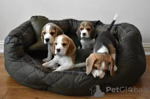 Photo №2 to announcement № 130510 for the sale of beagle - buy in United States private announcement