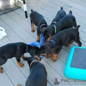 Photo №1. dobermann - for sale in the city of Vilnius | negotiated | Announcement № 128616