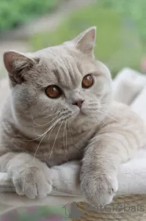 Photo №2 to announcement № 71099 for the sale of british shorthair - buy in Czech Republic breeder