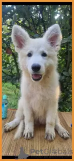 Photo №2 to announcement № 116363 for the sale of schweizer laufhund - buy in Serbia 