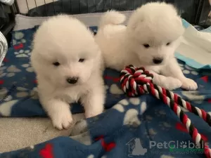 Photo №1. samoyed dog - for sale in the city of Berlin | Is free | Announcement № 126253