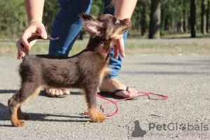 Photo №3. Russian toy long-haired with KSU documents, vaccinated, chip!. Ukraine