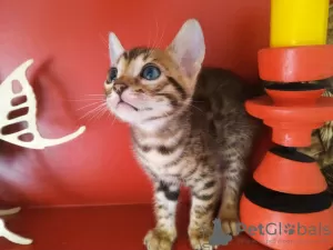 Additional photos: bengal kittens