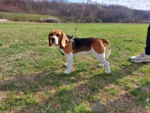 Photo №2 to announcement № 128607 for the sale of beagle - buy in Serbia breeder