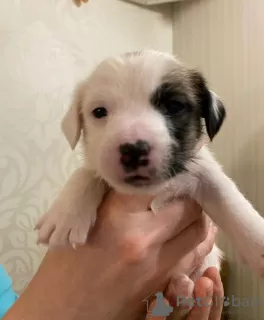 Photo №3. Wonderful Jack Russell Terrier puppies are looking for a home and caring owners!. Russian Federation