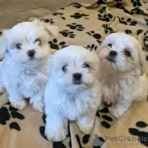 Photo №1. maltese dog - for sale in the city of Münstermaifeld | 200$ | Announcement № 129860