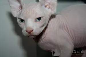 Photo №1. sphynx cat - for sale in the city of Ланген | 317$ | Announcement № 82740