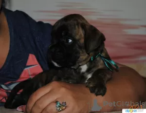 Additional photos: German boxer puppies