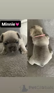 Additional photos: French bulldog puppies for sale