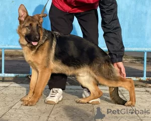 Photo №1. german shepherd - for sale in the city of Kishinev | 634$ | Announcement № 40065