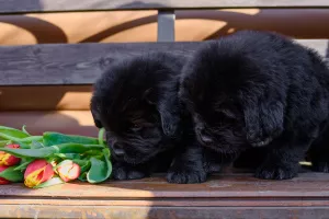 Photo №4. I will sell newfoundland dog in the city of St. Petersburg. breeder - price - negotiated