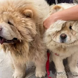 Additional photos: Chow-Chow-Babys verfügbar