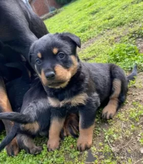 Photo №1. rottweiler - for sale in the city of Savonlinna | Is free | Announcement № 110693