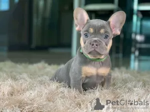 Photo №2 to announcement № 92453 for the sale of french bulldog - buy in Greece private announcement