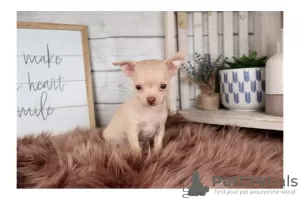 Photo №4. I will sell chihuahua in the city of Калифорния Сити. private announcement, breeder - price - negotiated