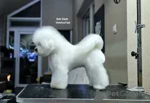 Additional photos: Bichon Frize (Curly Bichon) top male