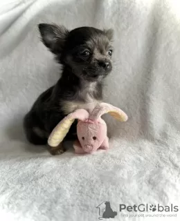 Photo №1. chihuahua - for sale in the city of Texas City | 300$ | Announcement № 105228