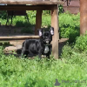 Additional photos: French bulldog puppy, male show class FCI Ivanovo