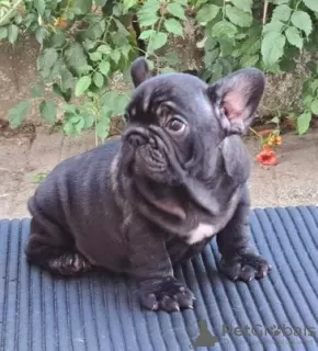 Additional photos: French bulldog