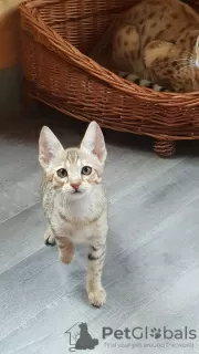 Photo №3. Vaccinated Savannah Kittens with for sale to caring homes. United States