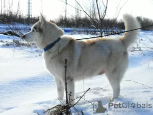 Additional photos: Husky Dymka is looking for a loving family with a male leader!