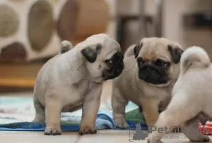 Photo №1. pug - for sale in the city of Royal Leamington Spa | 475$ | Announcement № 75569