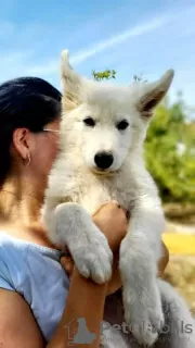 Photo №4. I will sell berger blanc suisse in the city of Belgrade.  - price - negotiated