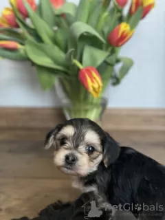 Additional photos: Puppies of a Chinese crested dog