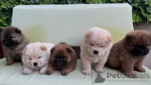 Photo №1. chow chow - for sale in the city of Aleksinac | negotiated | Announcement № 119008