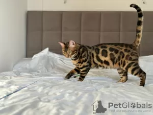 Photo №3. Gorgeous Bengal boy for breeding. United States