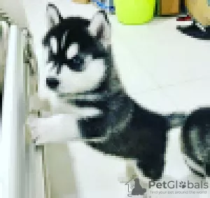 Photo №1. siberian husky - for sale in the city of Pieksämäki | 359$ | Announcement № 120635