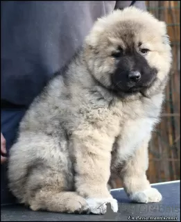 Photo №4. I will sell caucasian shepherd dog in the city of Belgrade. breeder - price - negotiated