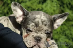 Photo №4. I will sell french bulldog in the city of Belgrade. breeder - price - negotiated