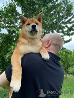 Additional photos: Shiba Inu puppies