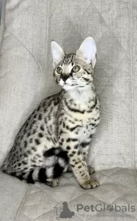 Photo №1. savannah cat - for sale in the city of Москва | 13108$ | Announcement № 26055