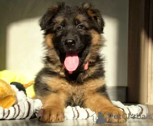 Additional photos: Long-haired German Shepherd girls