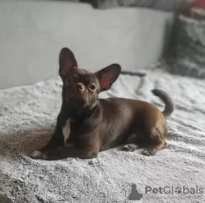 Additional photos: Chihuahua puppies